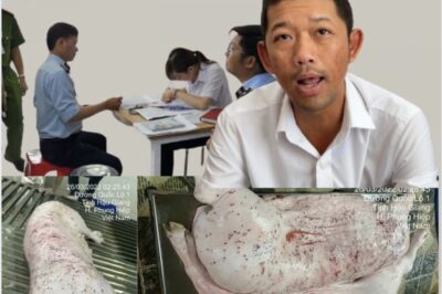 Vụ Công ty cổ phần Chăn nuôi C.P. Việt Nam: Heo bị nghi b-ệnh, nhưng… không ai ph//ạm t//ội!