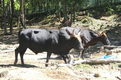 Tiền tỷ cho 12 năm nghiên cứu thế mà đàn bò tót… không đẻ nổi..  nhưng anh Nông dân nghèo Xứ Nghệ nuôi gà lôi lại bị ph:ạt 6 năm tù