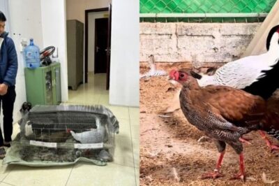 Thay vì 6 năm tù, hãy để anh ấy đi truyền nghề nuôi gà cho… các viện nghiên cứu
