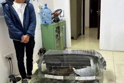 Kháng nghị toàn bộ bản án 6 năm tù người nuôi gà lôi, anh đã được thả về nhà