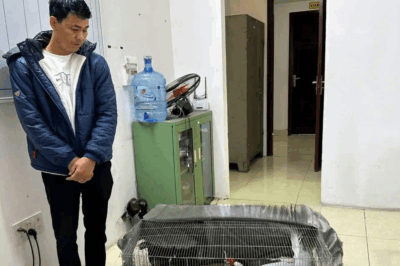 Thông tin mới nhất vụ gà lôi trắng gây rúng động: Mọi chuyện dần sáng tỏ…
